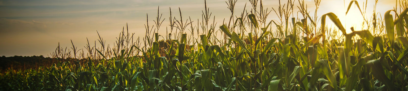 Cornfield at sunset.